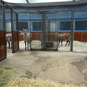 Waterbuck Stable