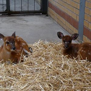 Sitatunga youngsters