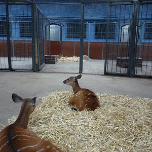 Sitatunga stable