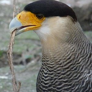 caracara