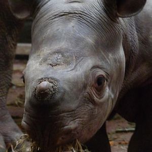 Black Rhino calf