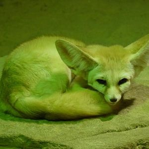 Fennec Fox