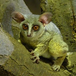 Senegal Bushbaby