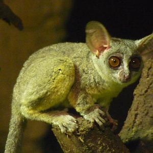 Senegal Bushbaby