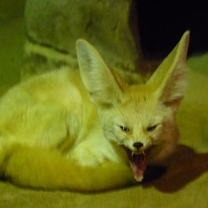 Fennec fox