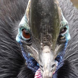 Cassowary