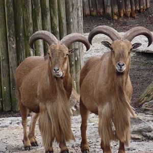 Barbary Sheep