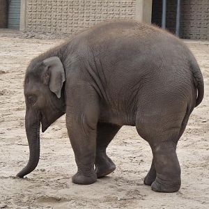 Elephant calf