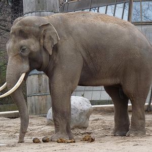 The breeding male Victor