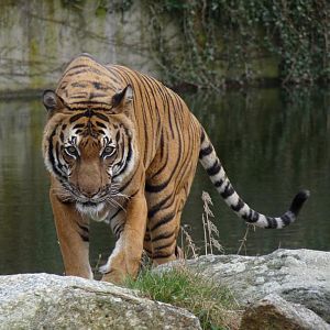 Indochinese Tiger