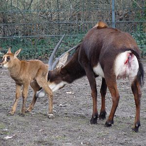 Sable Antelope, 5 hours old