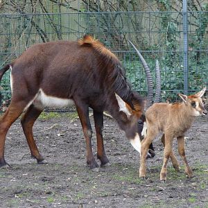 Sable antelope calf