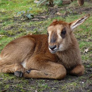Sable antelope calf