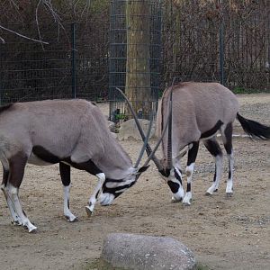 Southafrican Oryx, fighting