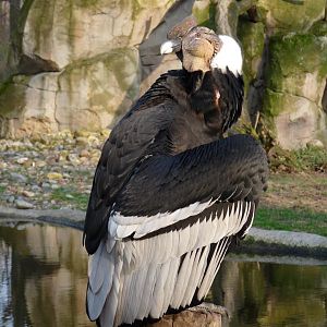 Andean condor