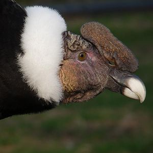 Andean condor