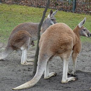Red Kangaroos with offspring