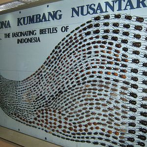 Indonesian beetle diversity display at the Insectarium