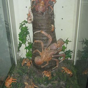 coconut crab display at the Insectarium