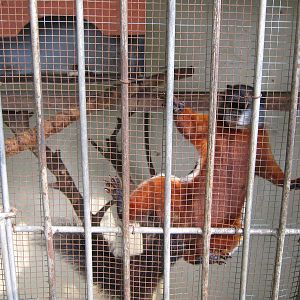 Prevosts squirrel (Callosciurus prevostii)