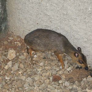Javan mouse deer (Tragulus javanicus)