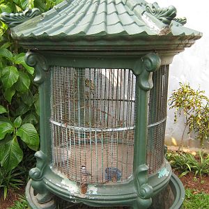 cage for a Java sparrow (Padda oryzivora)