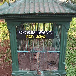 cage for a Papuan sugar glider (Petaurus breviceps papuanus)