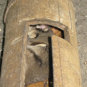 Papuan sugar glider (Petaurus breviceps papuanus)