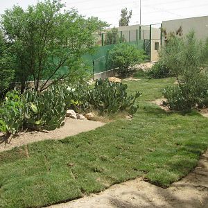 arabian wolf exhibit