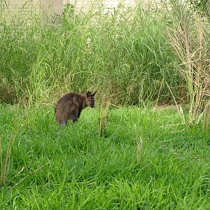 Bennett's Wallaby exhibit