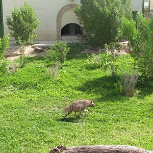 Striped Hyena  Exhibit