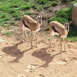 Thomson´s gazelles