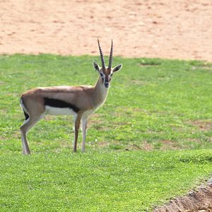 Thomson´s gazelles