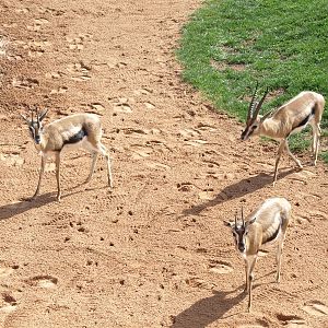 Thomson´s gazelles