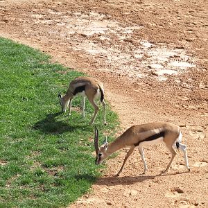 Thomson´s gazelles