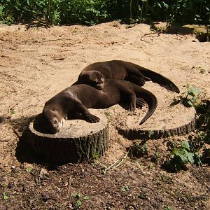 Giant Otters