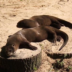 Giant Otters