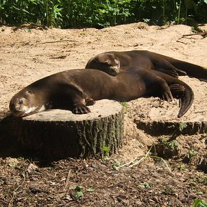 Giant Otters
