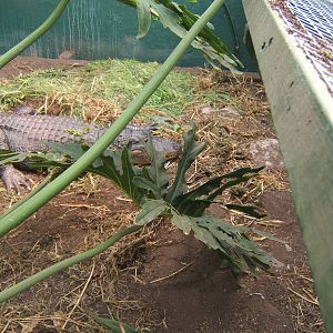 American Alligator Nancy on nest