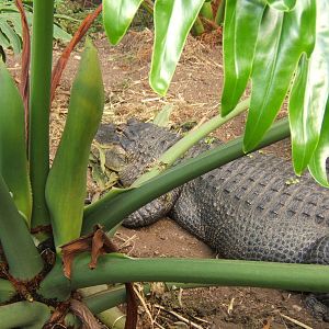 American Alligator Nancy on nest