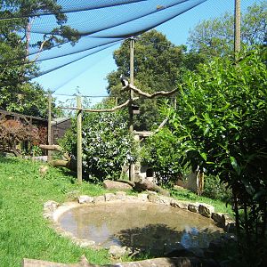 Andean Condor Aviary