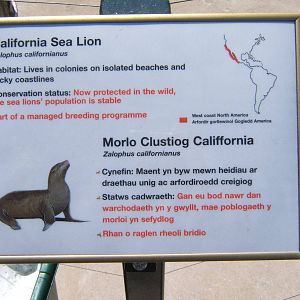 Sealion Sign