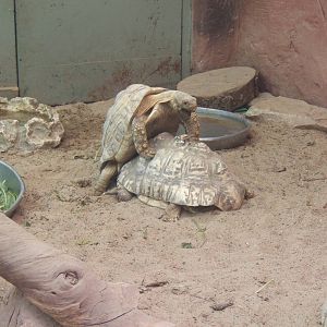 Leopard Tortoise