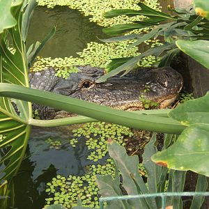 American Alligator Albert getting as close to Nancy and the nest as he dare