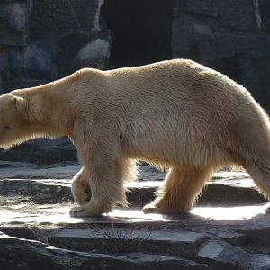 Polar Bear