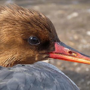 Chinese Merganser Female