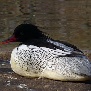 Chinese Merganser male