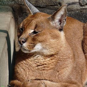 Caracal