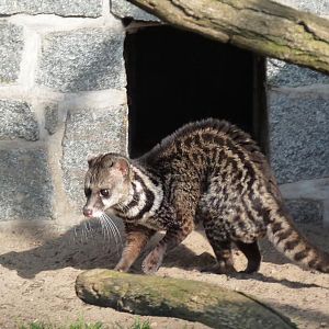 Malay Civet