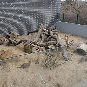 Enclosure for banded Mongoose
